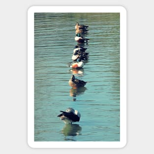 Ducks in a row Sticker